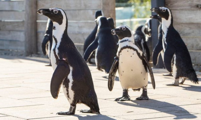 Figyelem! Megsz&ouml;k&ouml;tt 4 p&aacute;paszemes pingvin az &aacute;llatkertből
