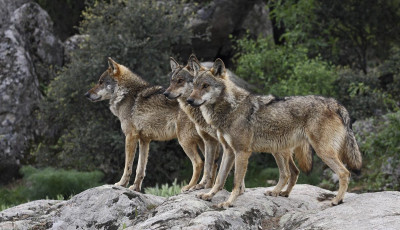 M&eacute;reggel irtottak ki egy teljes farkasfalk&aacute;t egy nemzeti parkban