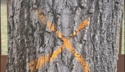 Vesz&eacute;lyes f&aacute;kat v&aacute;gnak ki Balatonsz&aacute;rsz&oacute;n: 26 el&ouml;regedett fa ker&uuml;l sorra