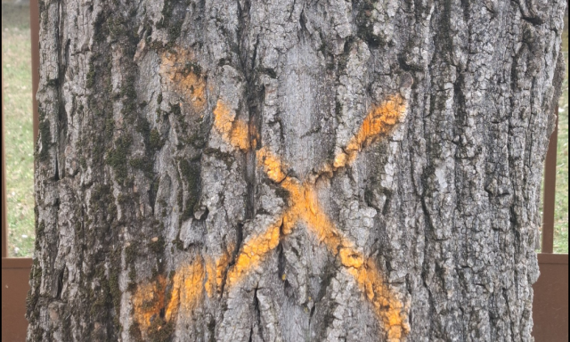 Vesz&eacute;lyes f&aacute;kat v&aacute;gnak ki Balatonsz&aacute;rsz&oacute;n: 26 el&ouml;regedett fa ker&uuml;l sorra