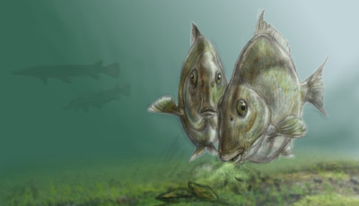 &Uacute;j, kr&eacute;ta kori őshalat fedeztek fel a Bakonyban