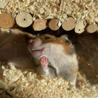 A nap szerelmese