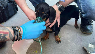 Nyuszit &eacute;s tacsk&oacute;t mentettek az OMSZ munkat&aacute;rsai