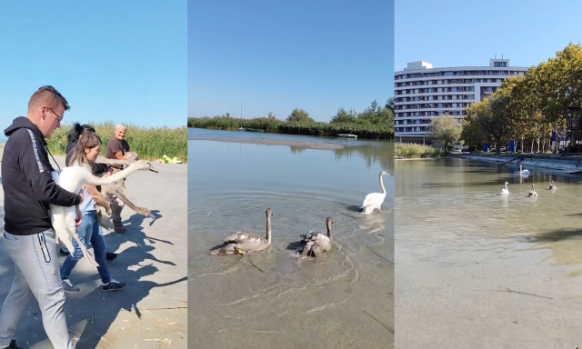 N&eacute;gy mentett kishatty&uacute;t engedtek vissza a Balatonba - VIDE&Oacute;