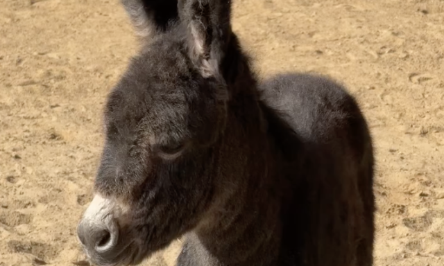 Napi cuki - T&uuml;nd&eacute;ri csacsi sz&uuml;letett a Veszpr&eacute;mi &Aacute;llatkertben - VIDE&Oacute;