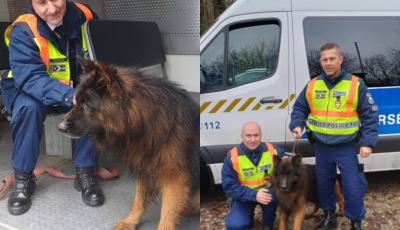 Az M7-esen k&oacute;borl&oacute; kutyust mentettek meg a rendőr&ouml;k