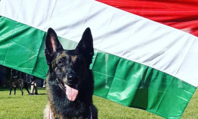 Vil&aacute;gbajnok n&eacute;gyl&aacute;b&uacute; hős&ouml;k akci&oacute;ban