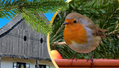 Mad&aacute;rgyűrűz&eacute;si bemutat&oacute; v&aacute;rja az &eacute;rdeklődőket V&ouml;rs&ouml;n