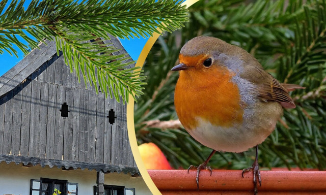 Mad&aacute;rgyűrűz&eacute;si bemutat&oacute; v&aacute;rja az &eacute;rdeklődőket V&ouml;rs&ouml;n