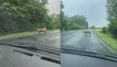 Megsz&ouml;k&ouml;tt egy diszn&oacute; a Soml&oacute;-hegy l&aacute;b&aacute;n&aacute;l, a 8-as fő&uacute;ton s&eacute;t&aacute;lgat