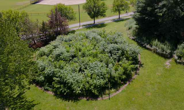 &Uacute;j minierdő sz&uuml;letett Veszpr&eacute;mben - 1000 n&ouml;v&eacute;nyt &uuml;ltettek el egy nap alatt