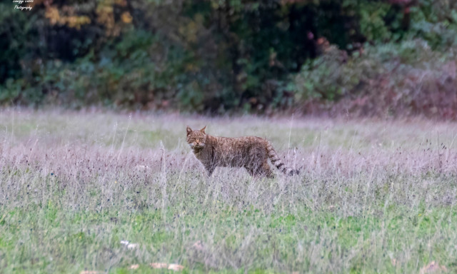 Ritka vadmacsk&aacute;t fot&oacute;ztak Tapolca k&ouml;zel&eacute;ben
