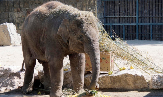 Samu lesz a Veszpr&eacute;mi &Aacute;llatkert &uacute;j lak&oacute;ja - Az &ouml;t&eacute;ves elef&aacute;nt m&eacute;g tavasszal k&ouml;lt&ouml;zik