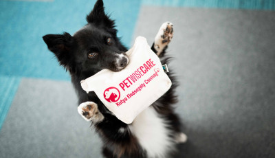 &Aacute;llatorvosi seg&iacute;ts&eacute;g ak&aacute;r &eacute;jjel is - &Uacute;j app seg&iacute;ti a gazdikat