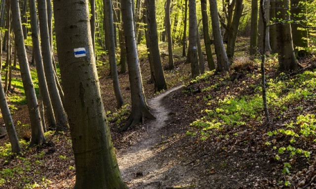 Emberi kopony&aacute;t tal&aacute;ltak a t&eacute;si erdőben