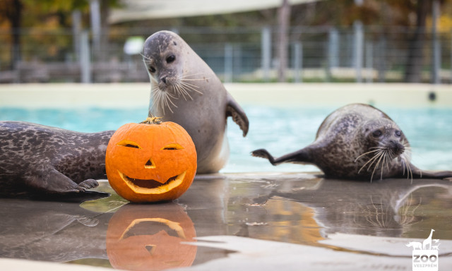T&ouml;k&eacute;letes őszi program - Halloweeni h&eacute;tv&eacute;ge a Veszpr&eacute;mi &Aacute;llatkertben
