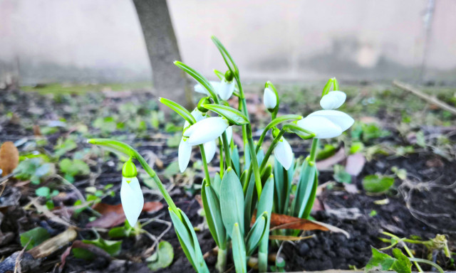 Az enyhe idő előcsalogatta a h&oacute;vir&aacute;gokat Magyarorsz&aacute;g sz&aacute;mos t&aacute;j&aacute;n