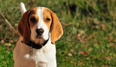 Szombaton orsz&aacute;gos beagle tal&aacute;lkoz&oacute; lesz Veszpr&eacute;mben