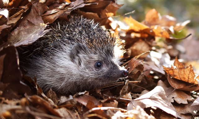 Itt a s&uuml;n&ouml;k t&eacute;li &aacute;lma - &Oacute;vatosan a lombhalmokkal, s&uuml;n&ouml;k b&uacute;jhatnak meg alattuk