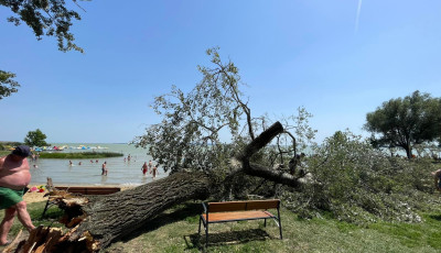 A strandol&oacute;k k&ouml;z&ouml;tt dőlt ki egy fa a keszthelyi strandon