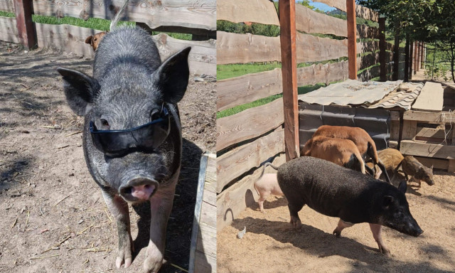 K&aacute;r lenne p&ouml;rk&ouml;ltbe!  Labd&aacute;zik, j&aacute;tszik, m&eacute;g a botot is visszahozza az alm&aacute;dib&oacute;l eltűnt mangalica