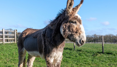 24 liter k&oacute;l&aacute;val gy&oacute;gy&iacute;tottak meg egy gyomorpanaszos szamarat