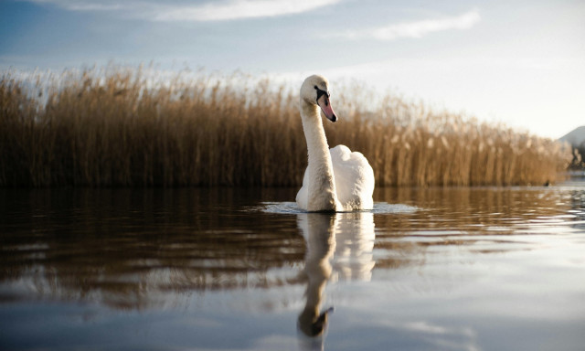 Kevesebb b&uuml;tyk&ouml;s hatty&uacute; &uacute;szik a Balatonon, mint az elm&uacute;lt t&iacute;z &eacute;vben b&aacute;rmikor