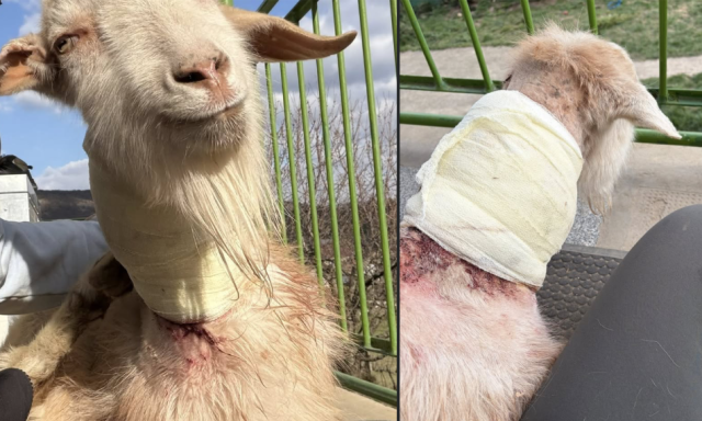 Sokkol&oacute; &aacute;llatk&iacute;nz&aacute;s - &Eacute;lő kecsk&eacute;kkel etethette a kuty&aacute;j&aacute;t a gazda