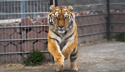 Nem j&ouml;tt &ouml;ssze a simi, megharapta a tigris a l&aacute;togat&oacute;t a magyar &aacute;llatkertben