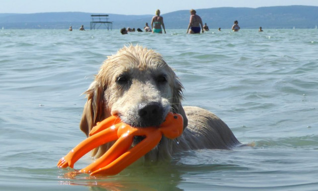 M&aacute;r csak h&aacute;rom kuty&aacute;s strand van a Balatonn&aacute;l