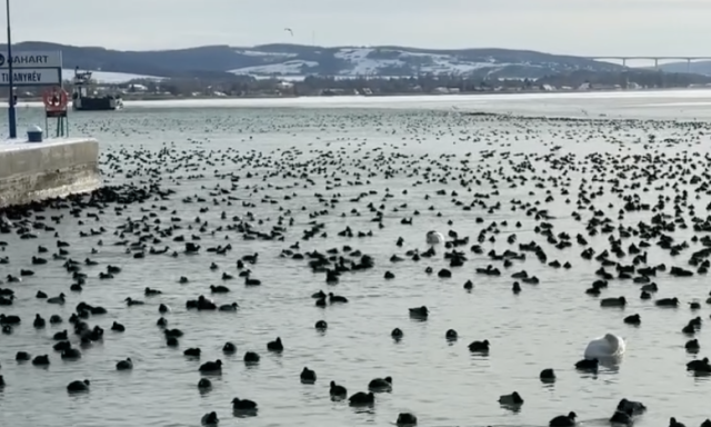 T&eacute;li mened&eacute;k lett a tihanyi r&eacute;v - Ezr&eacute;vel gyűlnek itt a v&iacute;zimadarak - VIDE&Oacute;