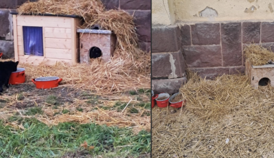 Elloptak egy macskah&aacute;zat a Vackol&oacute; &Aacute;llatv&eacute;dő Egyes&uuml;lettől