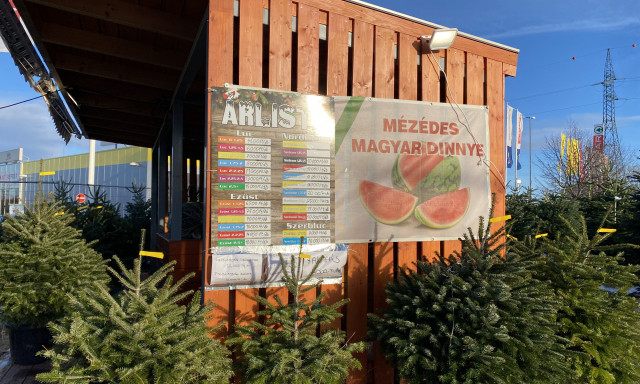 Elindult a kar&aacute;csonyfa vad&aacute;szat &ndash; Mutatjuk hol mennyibe f&aacute;j egy fenyő Veszpr&eacute;mben