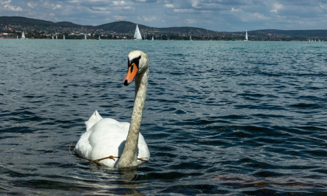 F&uuml;rdőzők mellett lőttek r&aacute; egy hatty&uacute;ra a balatonsz&aacute;rsz&oacute;i strandon