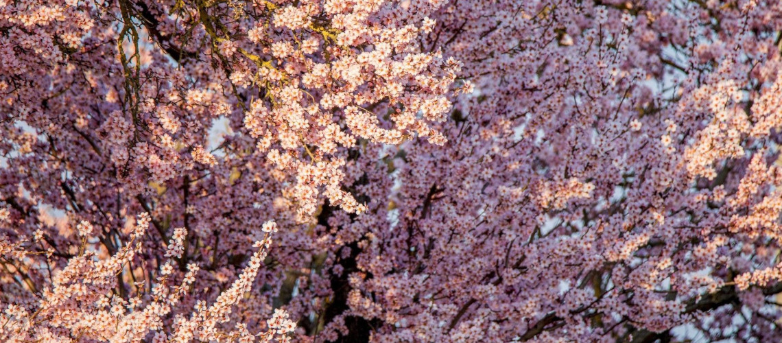 R&oacute;zsasz&iacute;nbe borult a Balaton-felvid&eacute;k: vir&aacute;gzanak a mandulaf&aacute;k Balatongy&ouml;r&ouml;kn&eacute;l