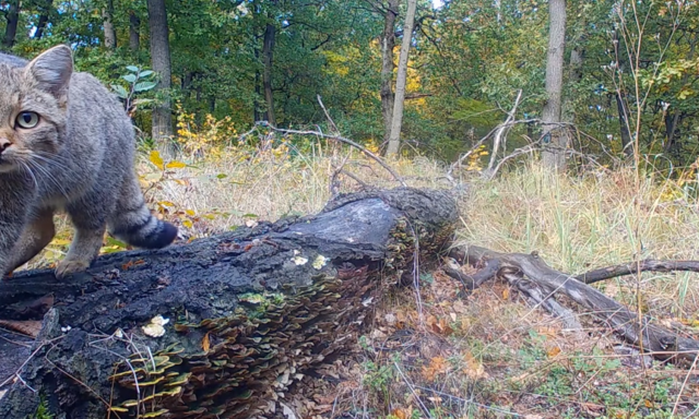 Ultracuki a vadkamer&aacute;val szemező b&ouml;rzs&ouml;nyi vadmacska - VIDE&Oacute;