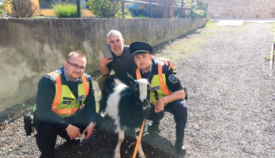 Kecske csatlakozott a rendőr&ouml;kh&ouml;z egy keres&eacute;s sor&aacute;n