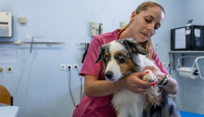 Meghosszabb&iacute;tott esti &aacute;llatorvosi ell&aacute;t&aacute;s indul m&aacute;rcius v&eacute;g&eacute;től Veszpr&eacute;mben