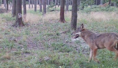 Fiatal farkas tűnt fel az osztr&aacute;k-magyar hat&aacute;rn&aacute;l