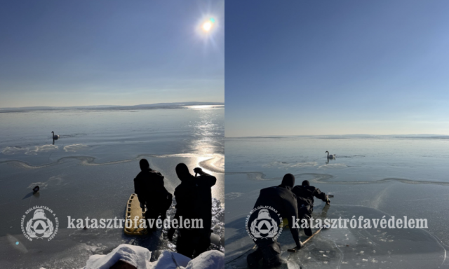 A z&aacute;nkai strand ter&uuml;let&eacute;n egy hatty&uacute; fagyott a Balaton jeg&eacute;be