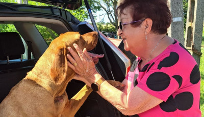 K&eacute;t &eacute;v ut&aacute;n hazat&eacute;rt Boni, az ellopott vizsla