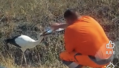 Meg&aacute;llt az &uacute;t sz&eacute;l&eacute;n, hogy megitasson egy szomjaz&oacute; g&oacute;ly&aacute;t &ndash; VIDE&Oacute;