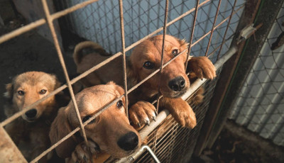 M&aacute;rcius elej&eacute;n k&ouml;lt&ouml;zhetnek mentett kuty&aacute;k a veszpr&eacute;mi &eacute;s tiszal&ouml;ki b&ouml;rt&ouml;n&ouml;kbe