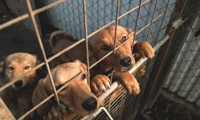 M&aacute;rcius elej&eacute;n k&ouml;lt&ouml;zhetnek mentett kuty&aacute;k a veszpr&eacute;mi &eacute;s tiszal&ouml;ki b&ouml;rt&ouml;n&ouml;kbe