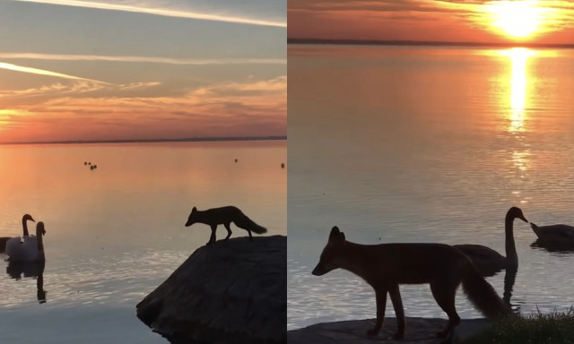 Vuk Balatonf&uuml;reden j&aacute;rt - T&aacute;s&eacute;rt ment, de lehet csak b&eacute;ka lett - VIDE&Oacute;