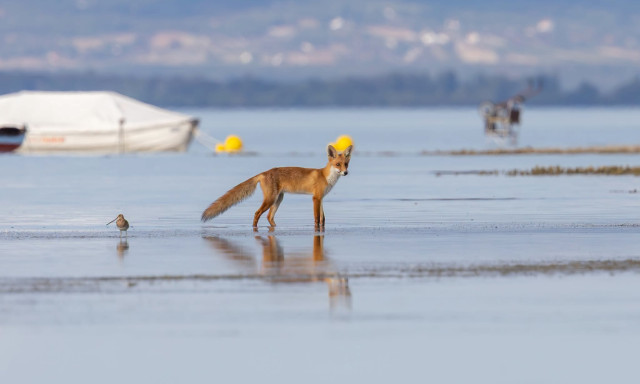 R&oacute;k&aacute;k b&oacute;kl&aacute;sztak a Balaton sek&eacute;ly viz&eacute;ben Fony&oacute;dn&aacute;l