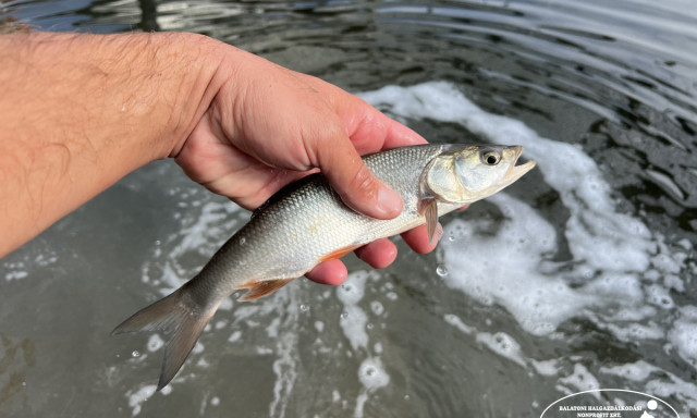 T&ouml;bb mint 16 tonna hal ker&uuml;lt a Balatonba