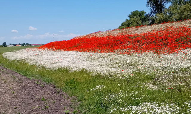 Nemzeti sz&iacute;nekbe &ouml;lt&ouml;z&ouml;tt egy mező Magyarorsz&aacute;gon