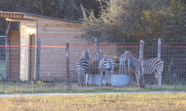Megfagyott a h&aacute;rom elpusztult hatvanpusztai zebra a hat&oacute;s&aacute;g szerint