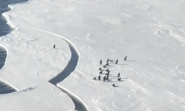 Egy&uuml;tt tapsol az internet n&eacute;pe ennek a sprinter antarktiszi pingvinnek - VIDE&Oacute;
